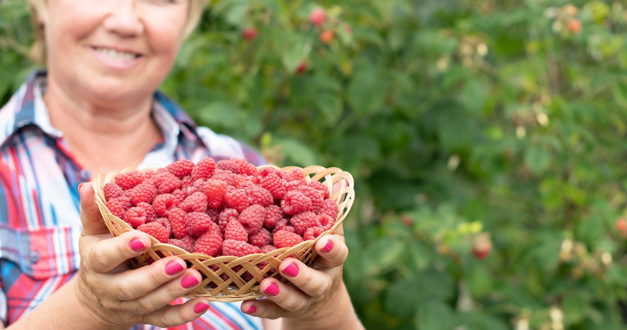 W sierpniu podlej nim maliny. Będą słodkie i dorodne jak nigdy