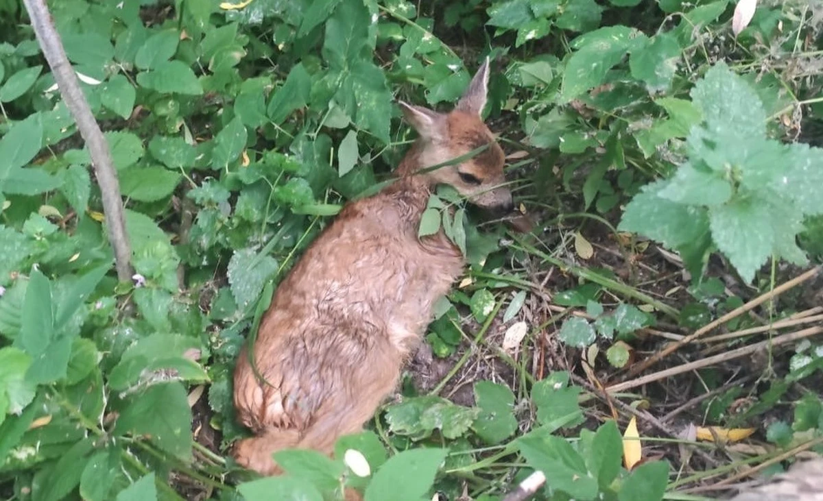 Policjanci z komendy w Kamieńcu Ząbkowickim na Dolnym Śląsku mają za sobą nietypową interwencję. Uratowali małą sarenkę, która nie mogła się wydostać ze zbiornika wodnego. 
