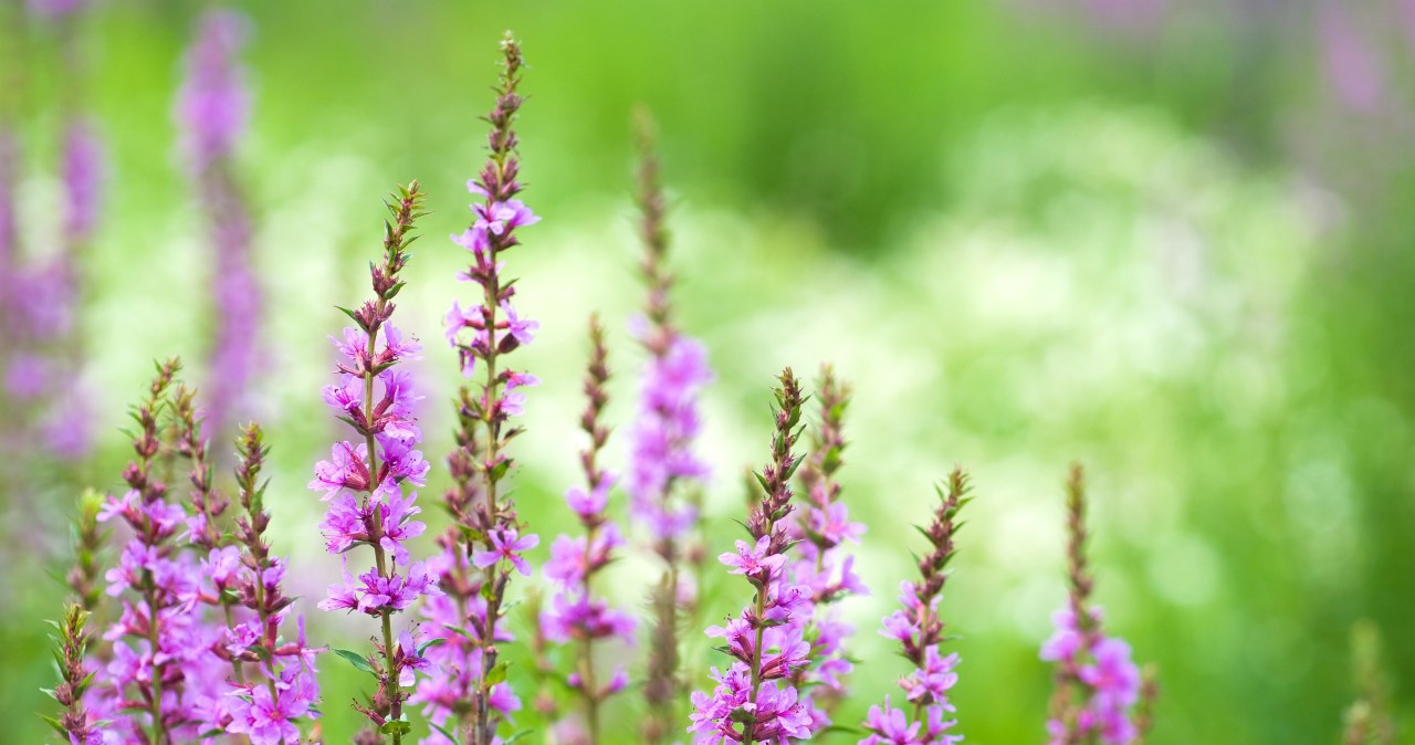 Równie piękna jak wrzosy, a kwitnie znacznie dłużej. Do tego jest banalna w uprawie