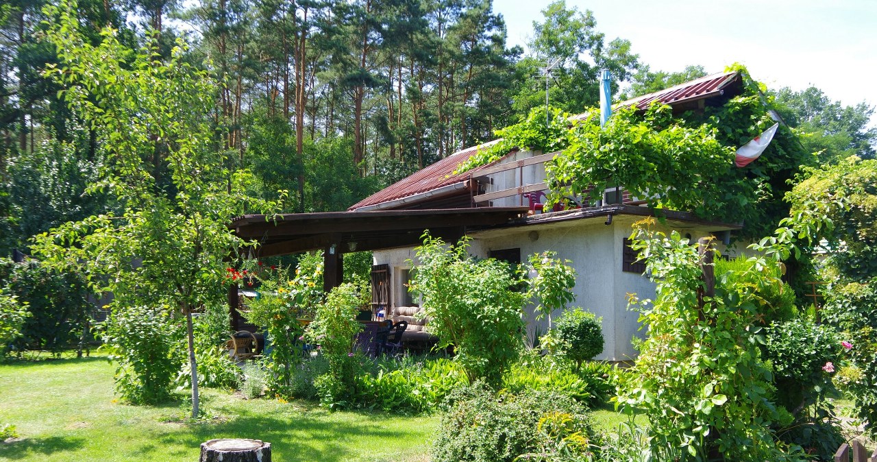 Działki są teraz rajem dla węży. Oto jak je skutecznie wypłoszyć