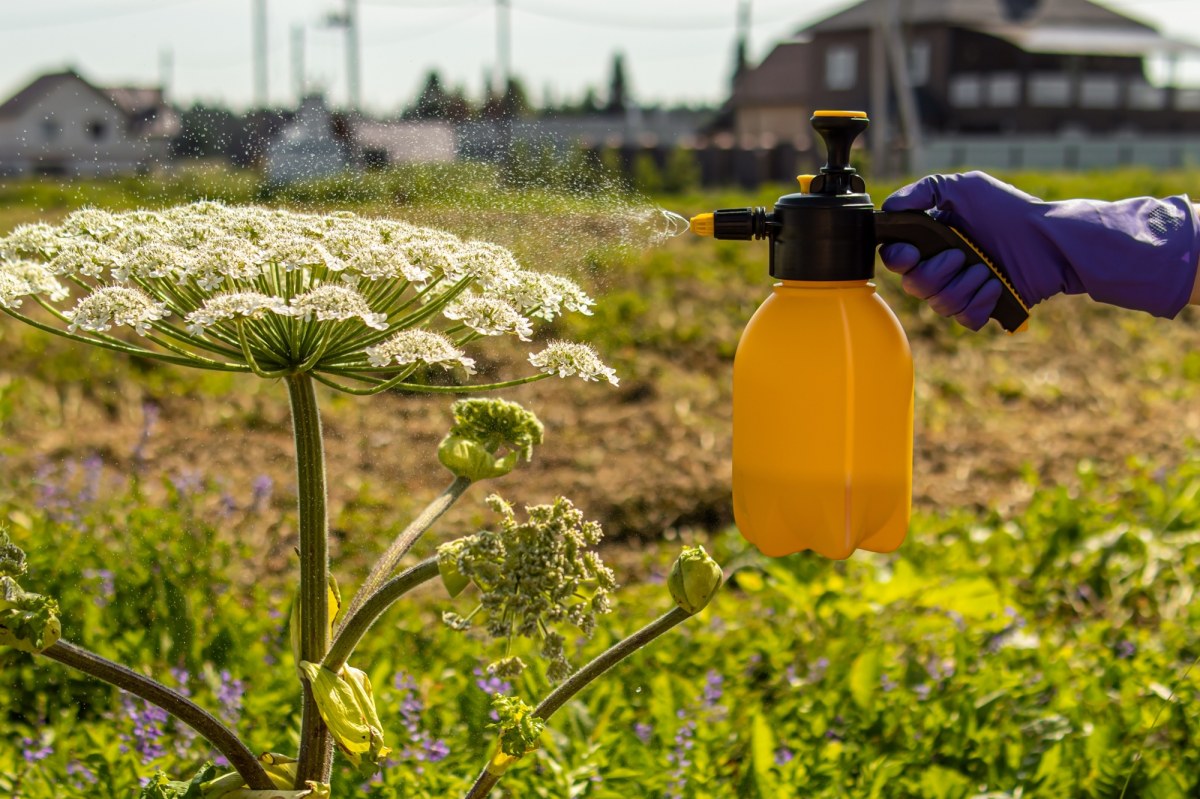 Uważaj, gdzie stawisz stopę! Barszcz Sosnowskiego może być wszędzie