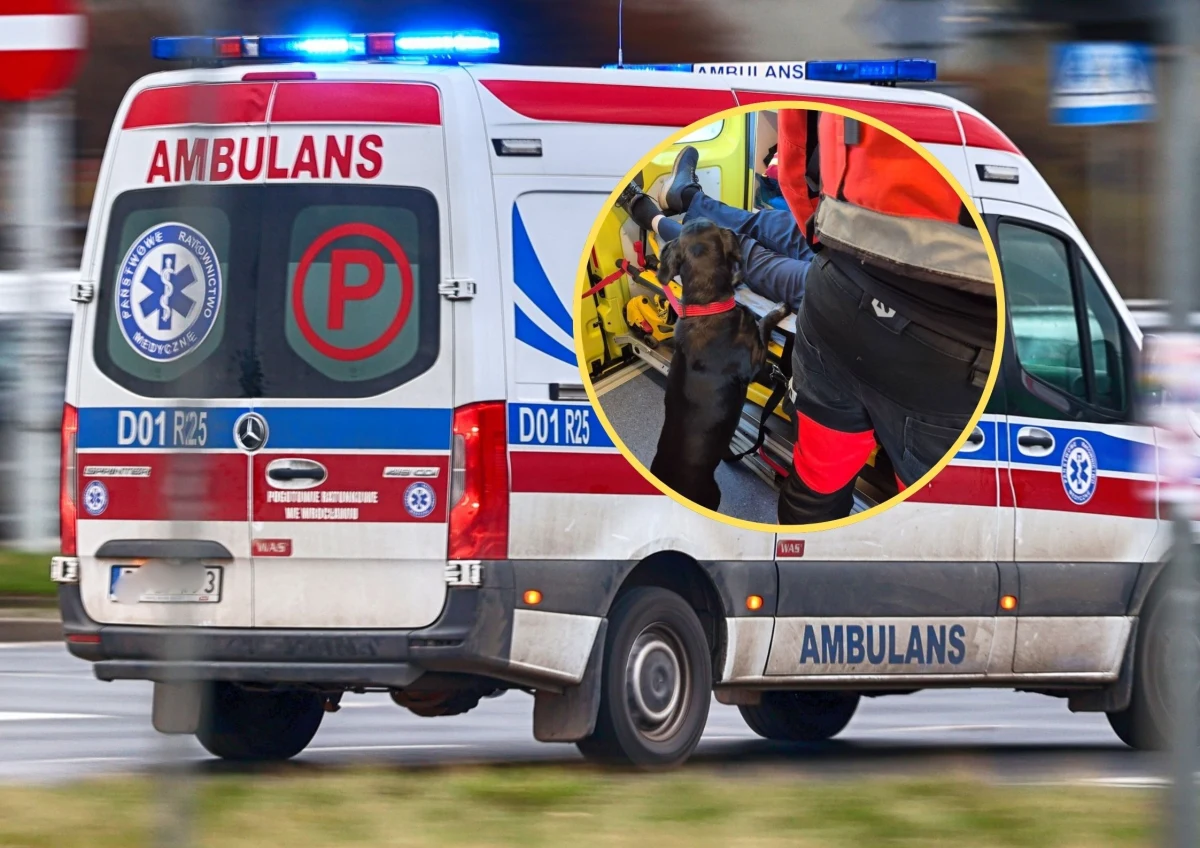 Ratownicy medyczni z Gdyni nie tylko uratowali życie pacjenta z atakiem drgawek, ale zadbali też o jego psa. Gdy mężczyzna trafił do szpitala, zatroskany pupil nie został sam - dzięki współpracy z dyspozytornią i lokalnym schroniskiem zapewniono mu tymczasową opiekę. Ta historia pokazuje, że w medycynie liczy się nie tylko szybka reakcja, ale i empatia.