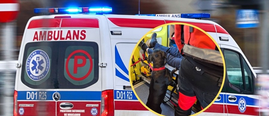 Ratownicy medyczni z Gdyni nie tylko uratowali życie pacjenta z atakiem drgawek, ale zadbali też o jego psa. Gdy mężczyzna trafił do szpitala, zatroskany pupil nie został sam - dzięki współpracy z dyspozytornią i lokalnym schroniskiem zapewniono mu tymczasową opiekę. Ta historia pokazuje, że w medycynie liczy się nie tylko szybka reakcja, ale i empatia.