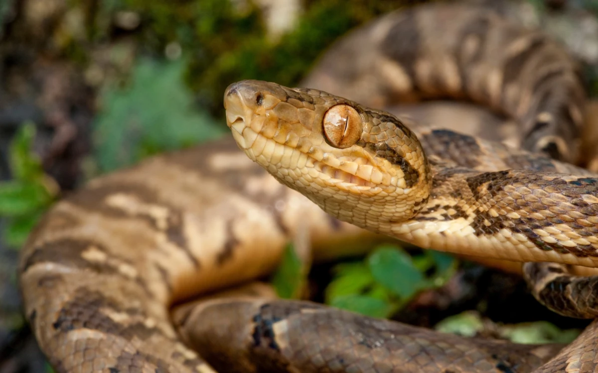 Mieszkańcy francuskiej gminy Irigny zostali postawieni w stan gotowości po tym, jak z jednego z domów zniknął boa dusiciel o długości 2,5 metra. Jak informują lokalne portale, dotychczasowe poszukiwania nie przyniosły rezultatu, a lokalne służby apelują do mieszkańców o ostrożność. 