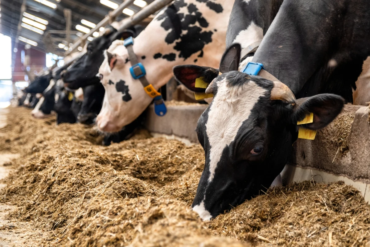 Na północnym zachodzie Hiszpanii, w Galicji, odbył się konkurs na najpiękniejszą krowę regionu. W tegorocznej edycji tytuł Miss Krów przypadł pięcioletniej Bonece - ważącej 1,1 tony przedstawicielce rasy rubia gallega, której, rzekomo, ulubioną artystką jest piosenkarka Jennifer Lopez.