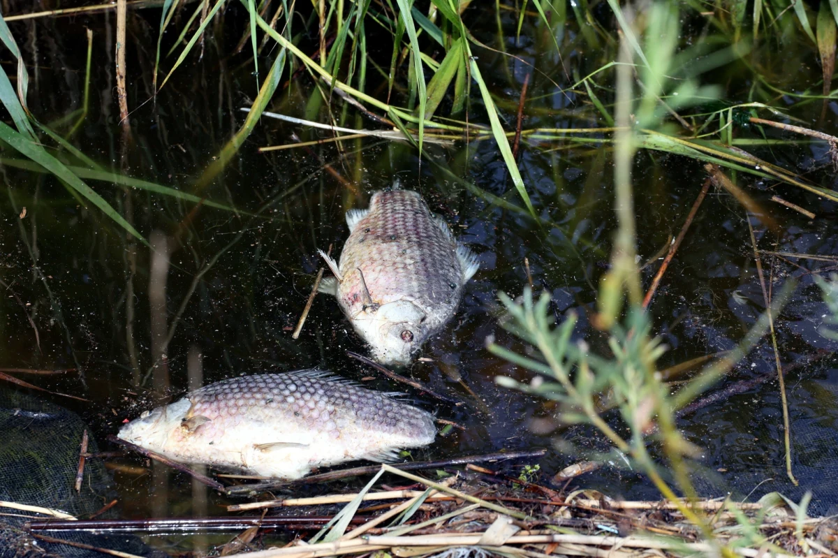 Niepokojące doniesienia napłynęły z zachodniopomorskiego odcinka Odry. W sobotę służby otrzymały informacje o pojedynczych śniętych rybach w kilku miejscach rzeki, między Gryfinem a Mostem Cłowym. Sytuacja ta wywołała natychmiastową reakcję władz – wojewoda zachodniopomorski Adam Rudawski zwołał w niedzielę posiedzenie zespołu zarządzania kryzysowego.