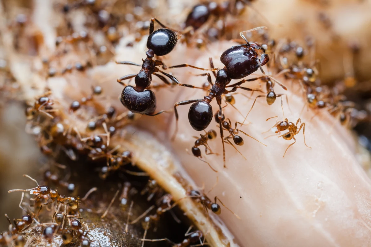 Naukowcy z niepokojem obserwują rozprzestrzenianie się nowego, hybrydowego gatunku mrówek ognistych na terenie Stanów Zjednoczonych. Odkrycie to wywołało alarm wśród ekspertów, którzy ostrzegają przed nieprzewidywalnymi skutkami tej inwazji. Jak donosi Wilmington Star-News, dwa gatunki inwazyjnych mrówek ognistych – czerwone i czarne – skrzyżowały się, tworząc wyjątkowo niebezpieczną hybrydę.