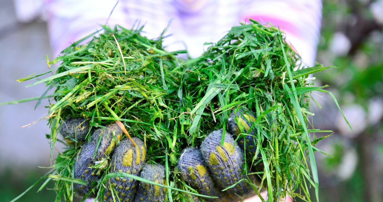 Co robisz ze skoszoną trawą? Wiele osób popełnia błąd