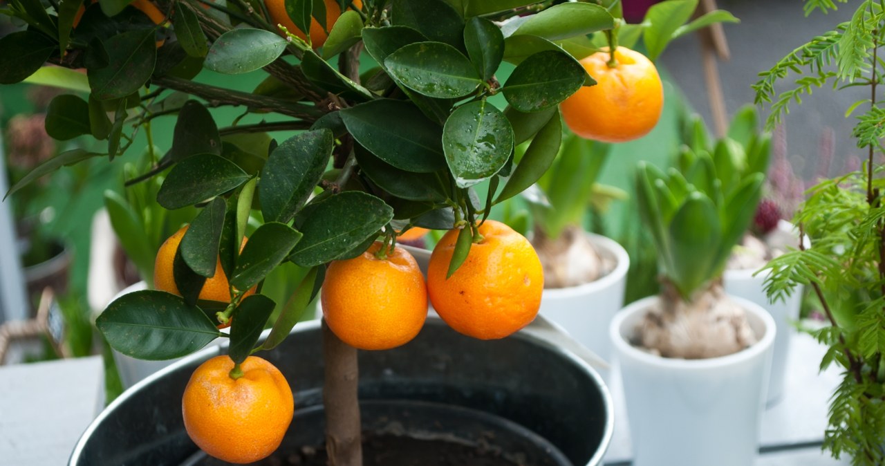 Najlepszy owoc dla cukrzyków. Nie pomyl go z mandarynką i pomarańczą