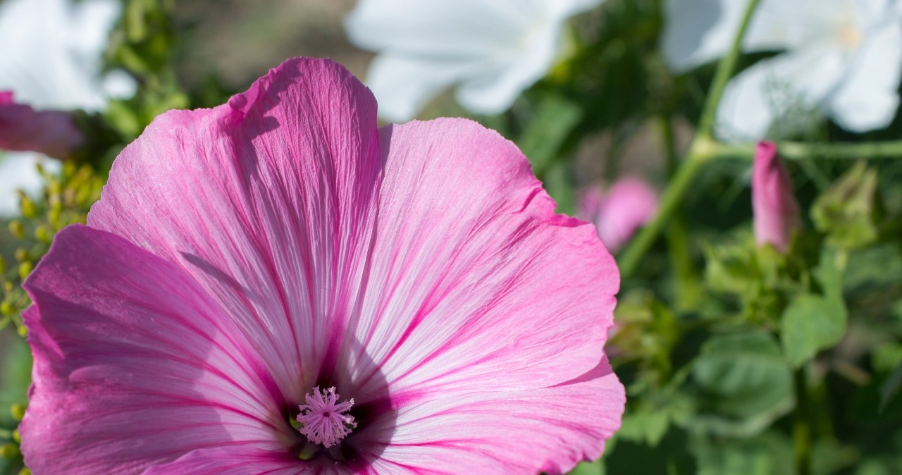 10 razy piękniejsze, niż surfinie. Posadź w lipcu, a różowe kwiaty zachwycą wszystkich