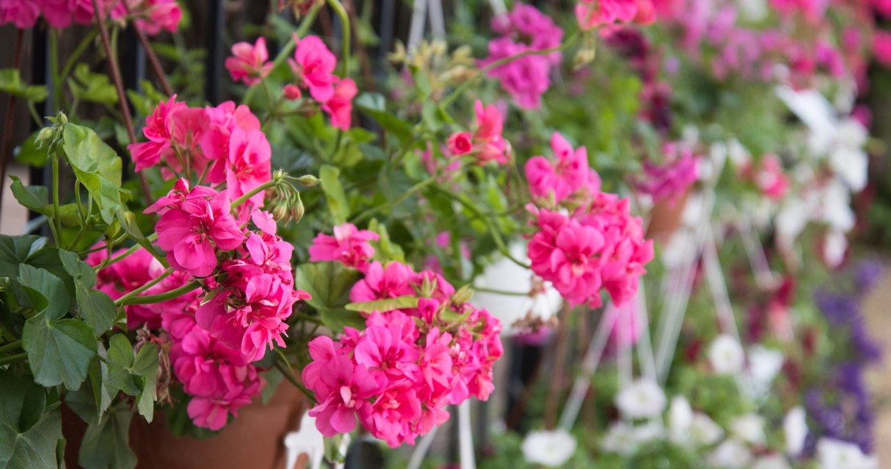 Upał może je wysuszyć na wiór. Uważaj na balkonowych ulubieńców