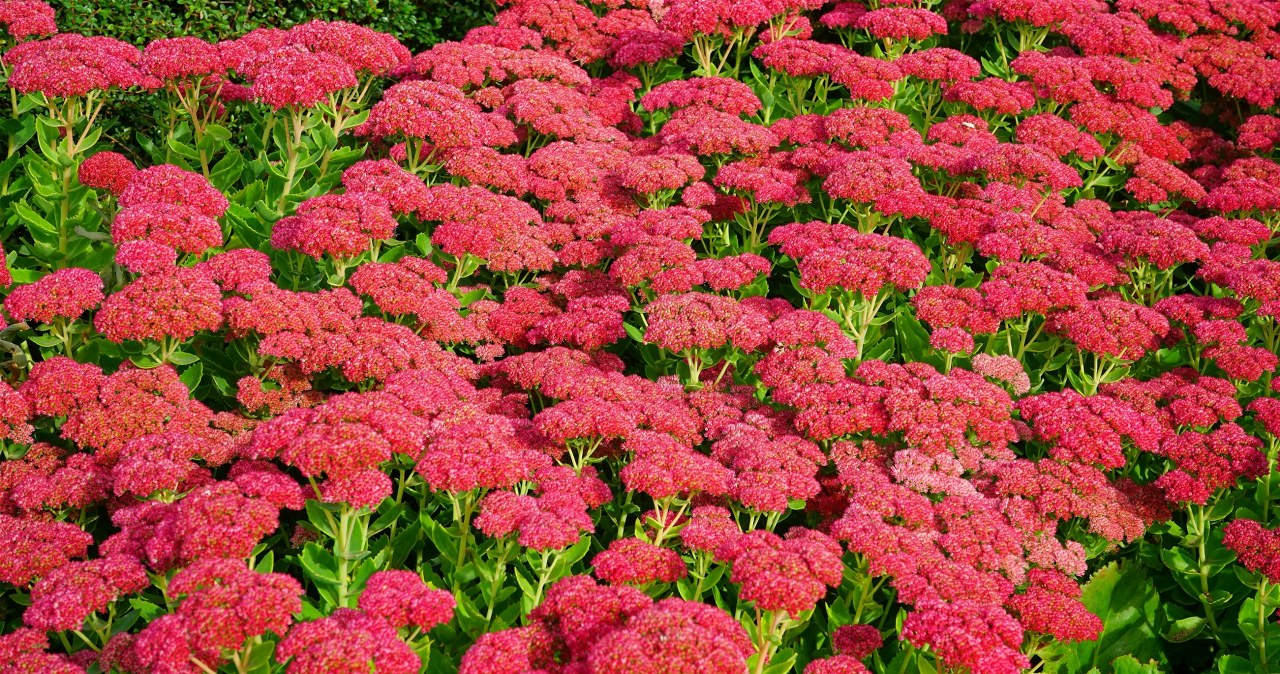 Wieloletnie piękności do ogrodu. Rosną, kwitną i nie wymagają wiele