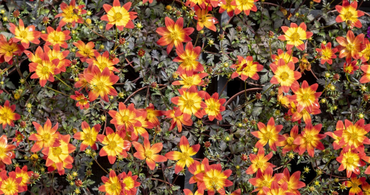 To najpiękniejsza roślina na balkon. Donice wystrzelą złotym deszczem kwiatów