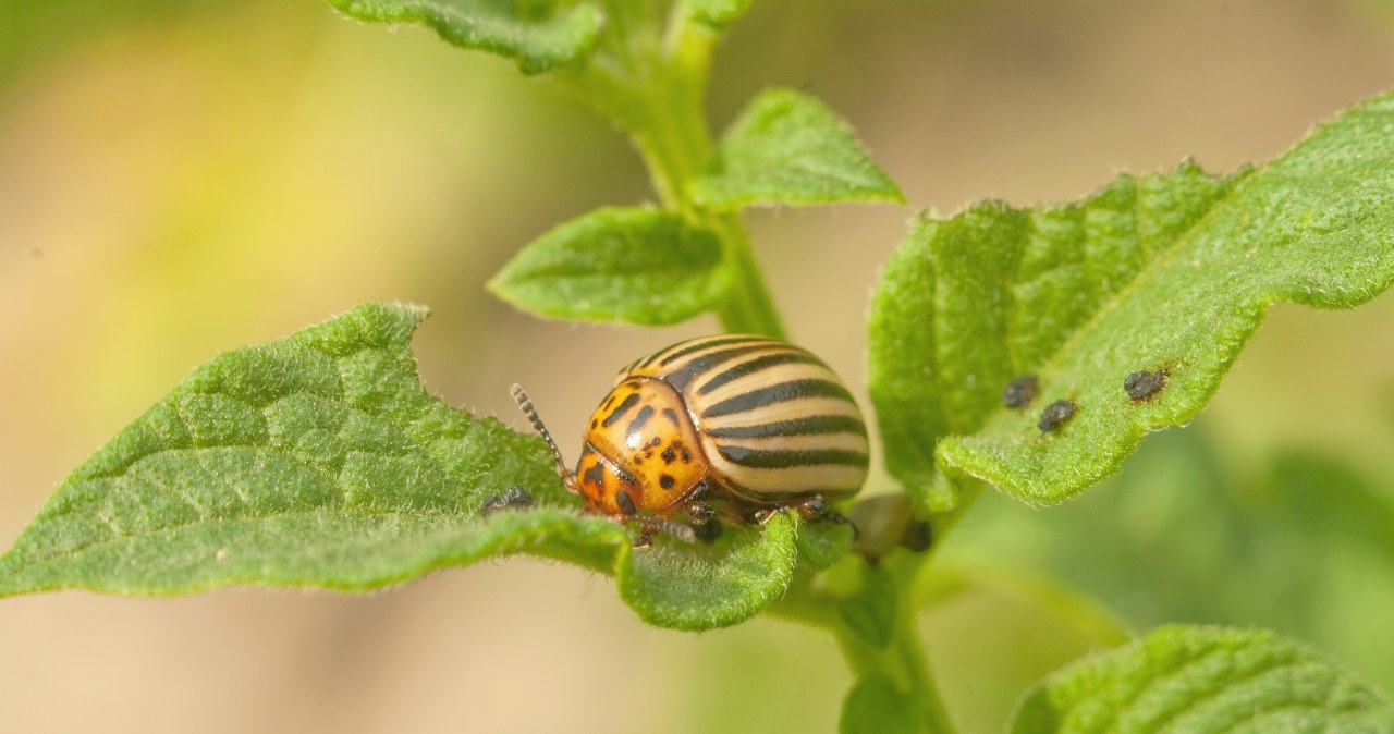 Stonka atakuje pomidory? Zrób oprysk mojej babci, a znikną raz-dwa