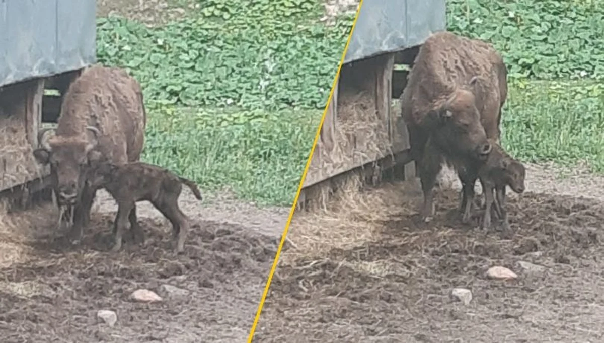 W zagrodzie pokazowej w Mucznem w Bieszczadach na świat przyszedł czwarty w tym roku żubr. To kolejny sukces w ochronie tego gatunku, który od lat jest symbolem bieszczadzkiej przyrody. Wkrótce ogłoszony zostanie konkurs na imiona młodych żubrów.