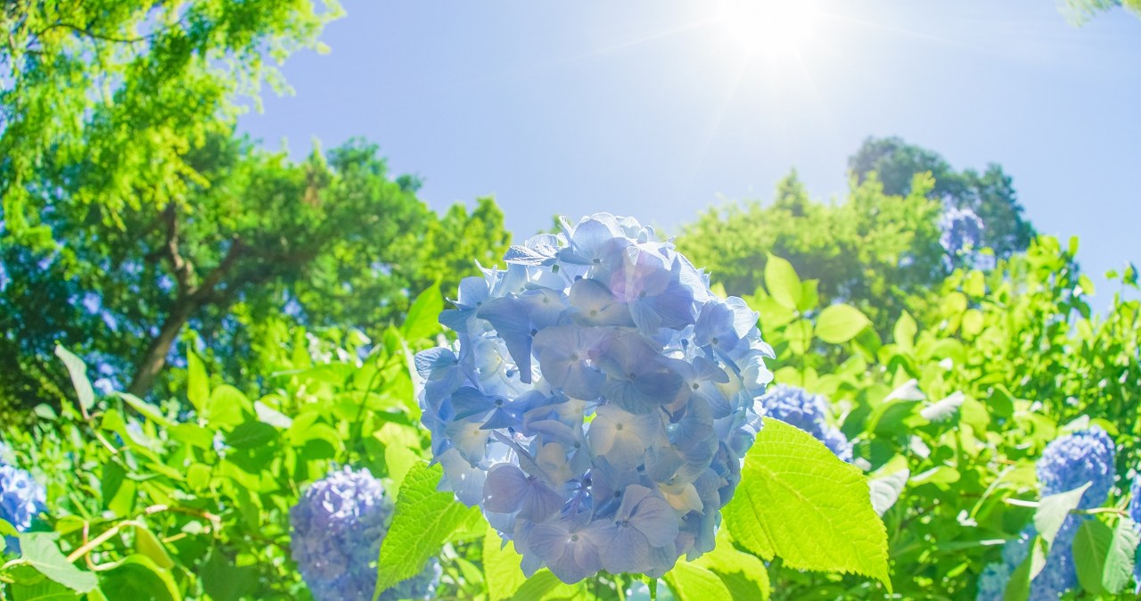 Hortensje źle znoszą upały. Zrób to, by ochronić je przed więdnięciem