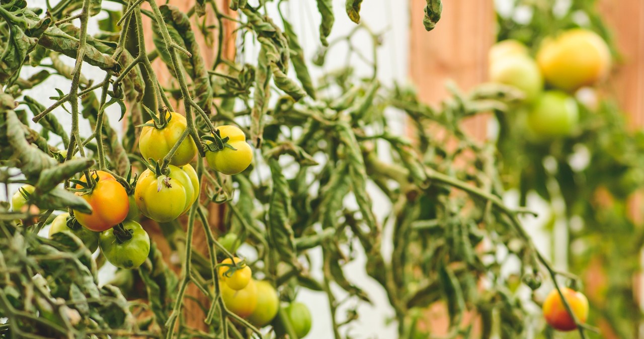 Twoje pomidory wyglądają w ten sposób? To znak, iż potrzebują ratunku