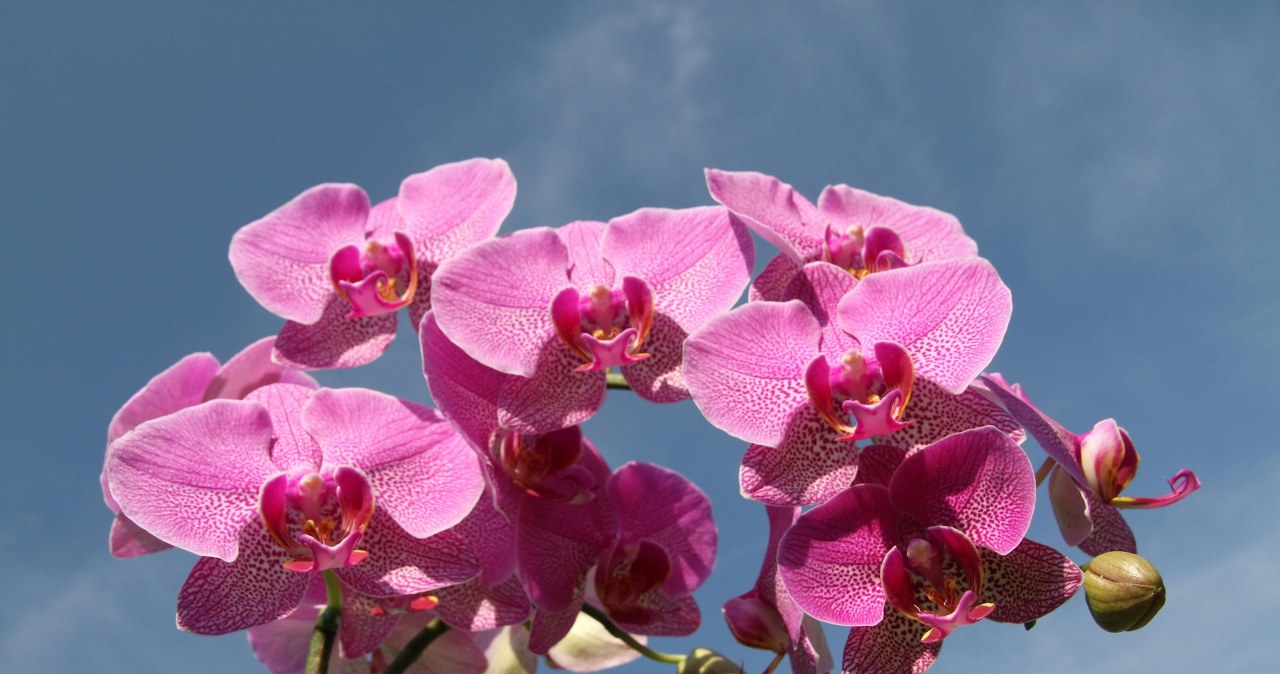 Ten domowy nawóz jest świetny! Mój mizerny storczyk rośnie jak na drożdżach