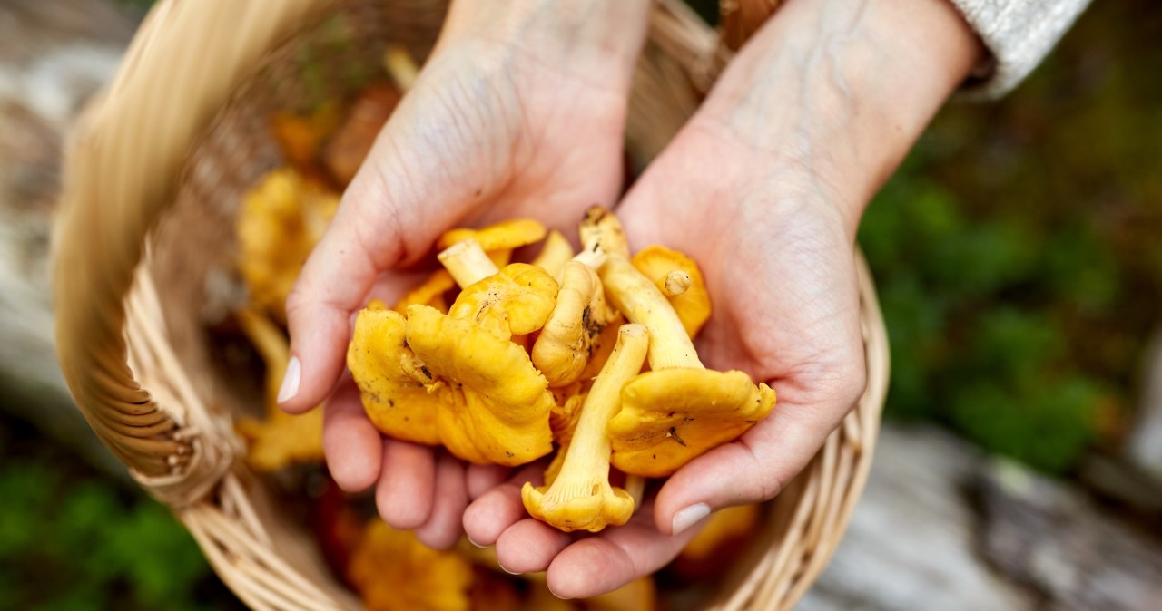 Kurki już są, ale musisz się spieszyć. Gdzie wybrać się na grzybobranie?