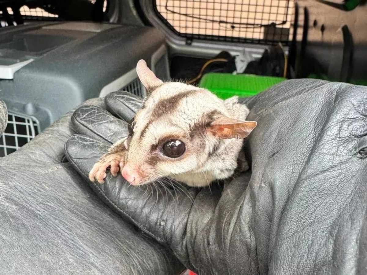 Egzotyczny ssak prosto z Australii znaleziony w Warszawie