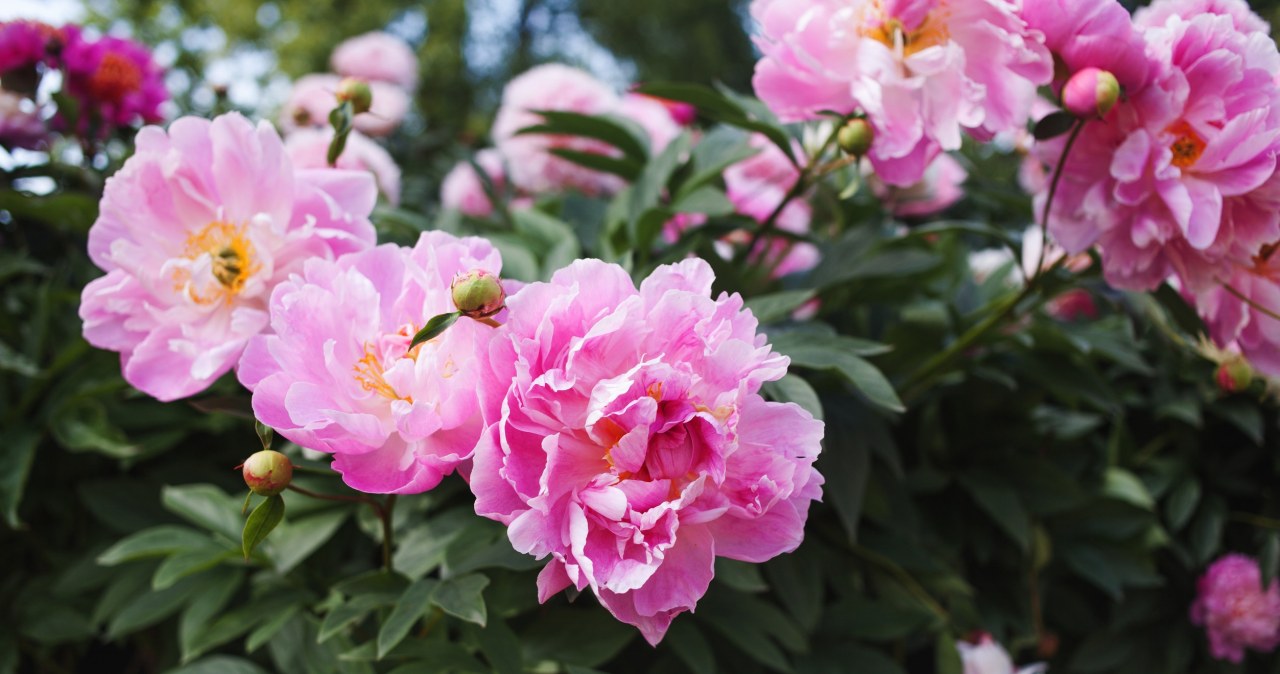 Kluczowy zabieg we wrześniu. Latem piwonia będzie uginać się od kwiatów