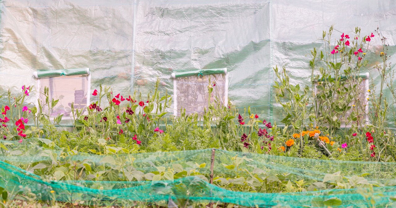 Rozwieś to nad warzywnikiem. Ochronisz plony przed suszą