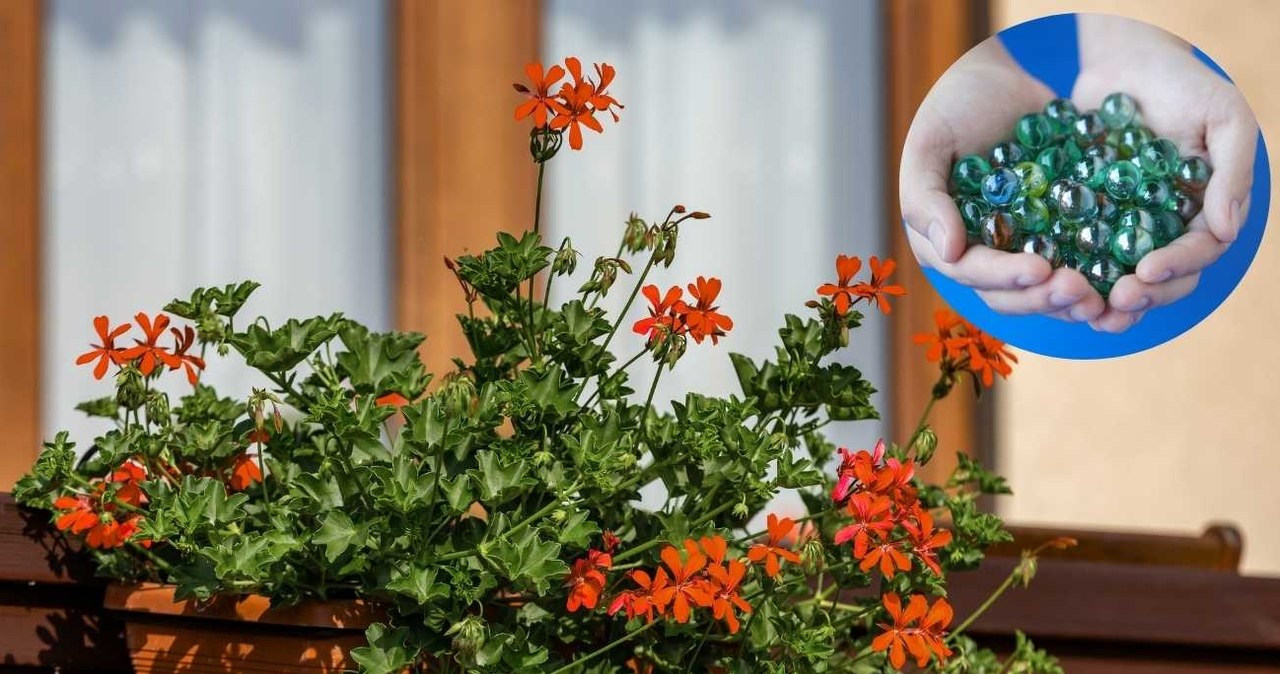 Włóż do każdej doniczki na balkonie. Kwiaty nie zwiędną choćby w najgorętsze dni