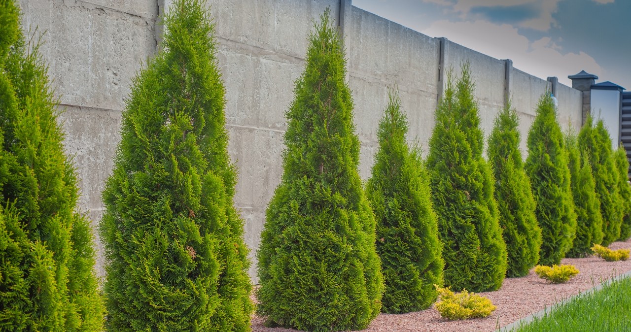 W czasie upałów nie rób tego z tujami. Bardzo im zaszkodzisz