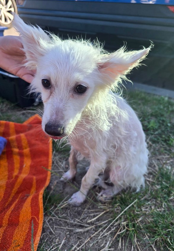 /KPP w Żyrardowie /