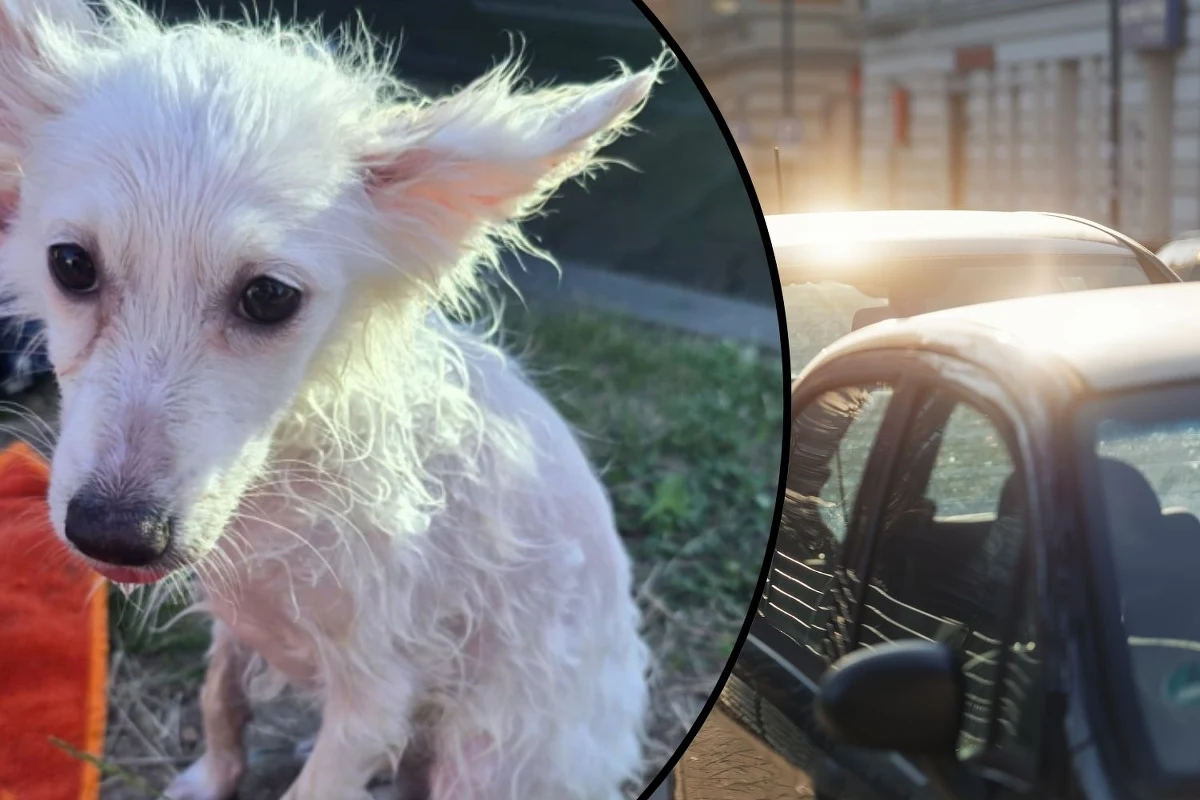 Szybka reakcja przechodniów i zdecydowane działania policji uratowały życie psa, który został pozostawiony w rozgrzanym samochodzie na parkingu przy parku wodnym w Żyrardowie (woj. mazowieckie). Spędził tam prawdopodobnie kilka godzin. Właściciel zwierzęcia może teraz usłyszeć zarzuty znęcania się nad zwierzęciem.