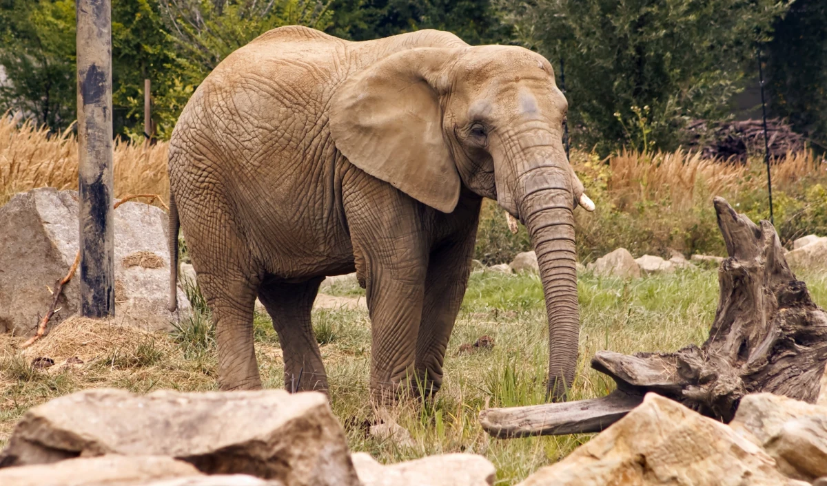 Dwie turystki – 68-letnia obywatelka Wielkiej Brytanii oraz 67-letnia mieszkanka Nowej Zelandii – zginęły podczas wycieczki w Parku Narodowym South Luangwa na wschodzie Zambii. Kobiety zostały zaatakowane przez rozjuszoną słonicę, która broniła swojego młodego. Przewodnicy safari próbowali powstrzymać zwierzę, jednak mimo ich wysiłków tragedii nie udało się zapobiec.