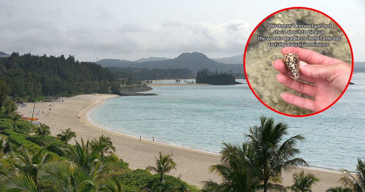 TikTokerka znalazła na plaży skarb. Ciągle żywy i śmiertelnie jadowity
