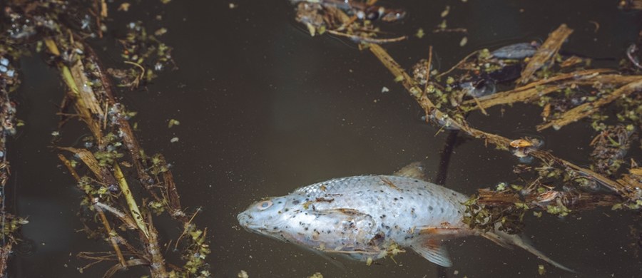 Śnięte ryby pojawiły się w Kanale Gliwickim w Śląskiem. Minionej doby wyłowiono je w kilku miejscach. W związku z tym od dziś nie wolno korzystać z części rzeki Kłodnicy - poinformował wojewoda. Zakaz obowiązuje do końca miesiąca. Ma to związek z rozwojem złotych alg, które powodują śnięcie ryb.