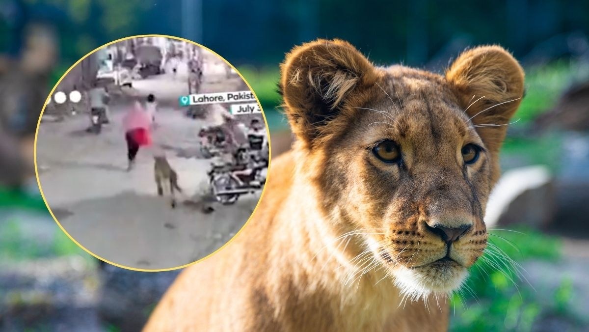 Przerażające nagranie z Pakistanu. Młody lew zaatakował kobietę i dzieci