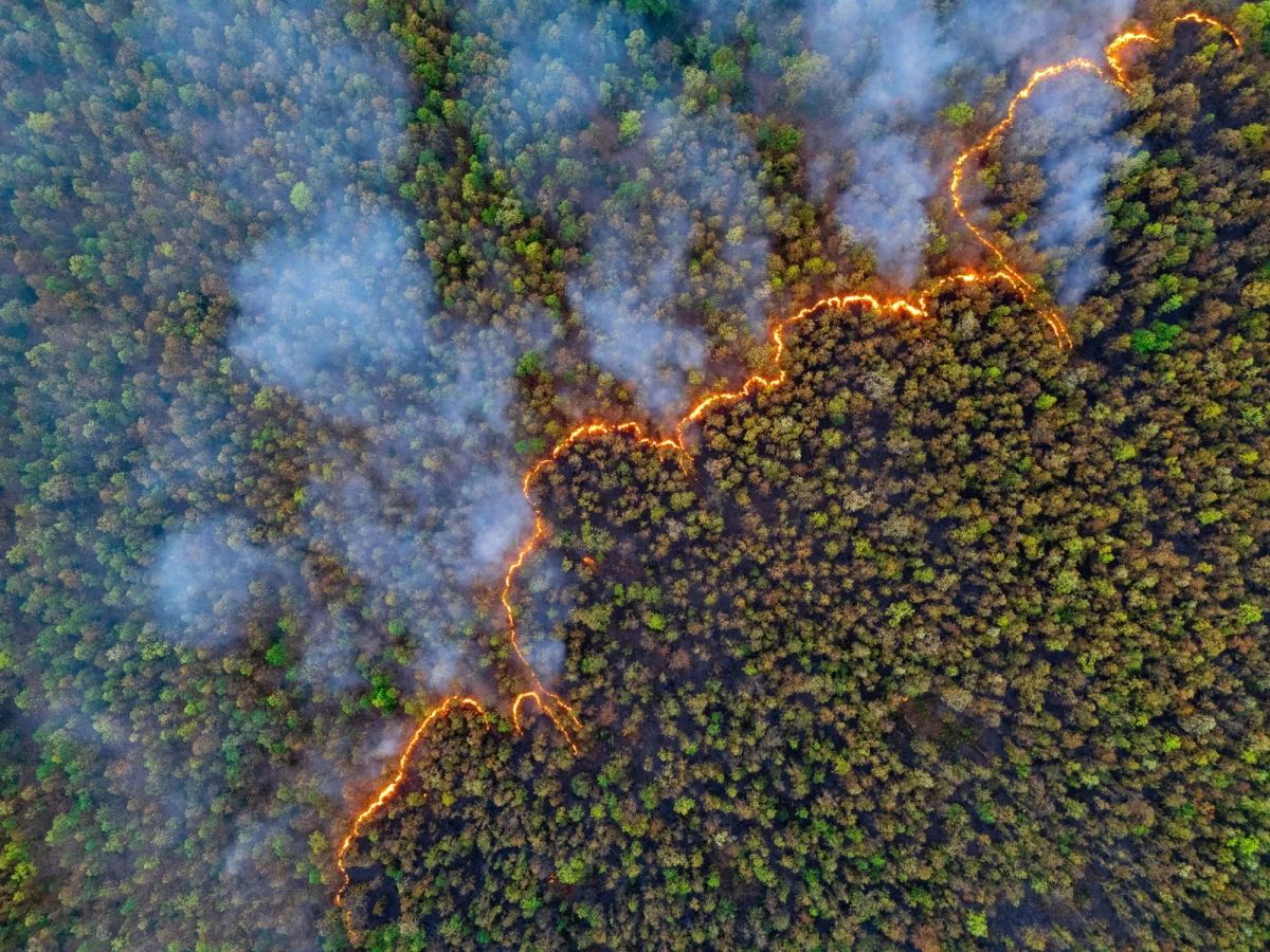 Rządowe Centrum Bezpieczeństwa wydało alert w związku ze zwiększonym zagrożeniem pożarowym lasów. Alert obowiązuje w części woj. lubuskiego, dolnośląskiego, mazowieckiego i lubelskiego. RCB przypomina, by nie używać ognia w lesie i jego sąsiedztwie.
