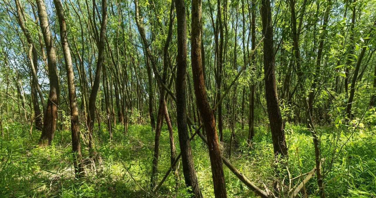 Idealny kierunek na weekend. Rezerwat na południu kraju otwarty po 29 latach