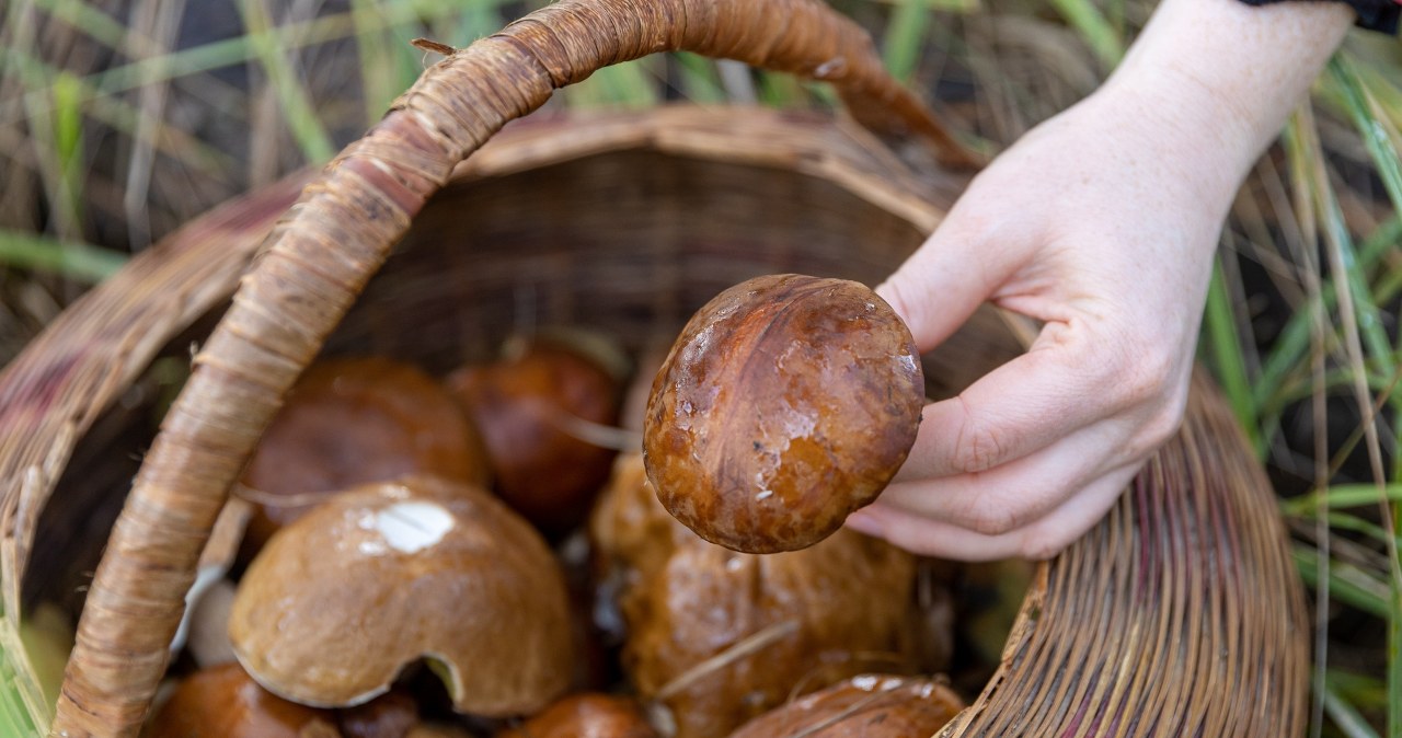 Grzybów jest tyle, iż można się na nich potknąć. Grzybiarze z tego uzdrowiska zacierają ręce
