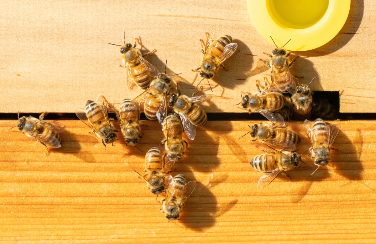 Pszczoły zaatakowały przechodniów w centrum francuskiego miasta Aurillac. Jak podają lokalne media, 24 osoby są poszkodowane, 3 z nich trafiły do szpitala w stanie ciężkim. Jedna z hipotez mówi, że nietypowy atak pszczół wywołały azjatyckie szerszenie.