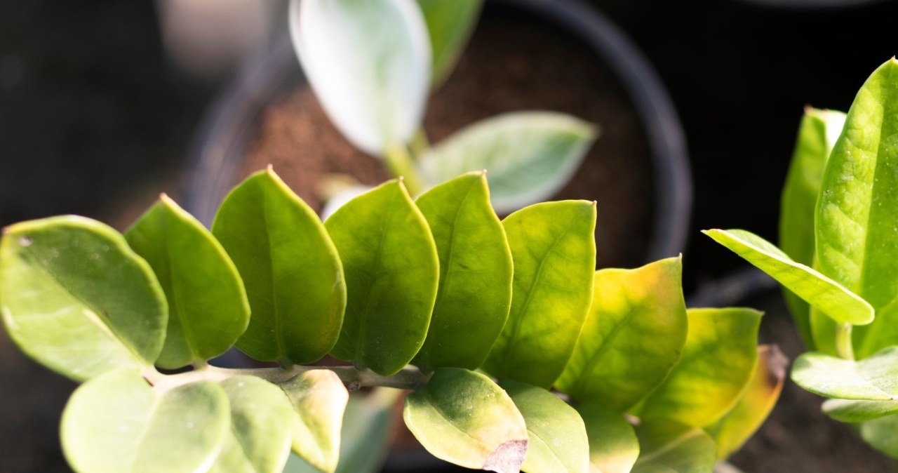 Liście zamiokulkasa żółkną? Kwiaciarka podpowiada, jak go uratować