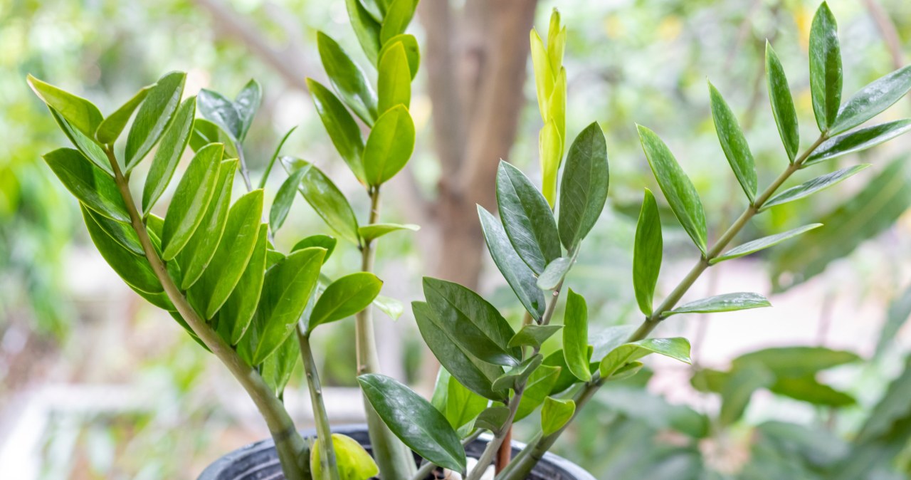 Liście zamiokulkasa żółkną mimo podlewania? Najpewniej popełniasz ten fatalny błąd