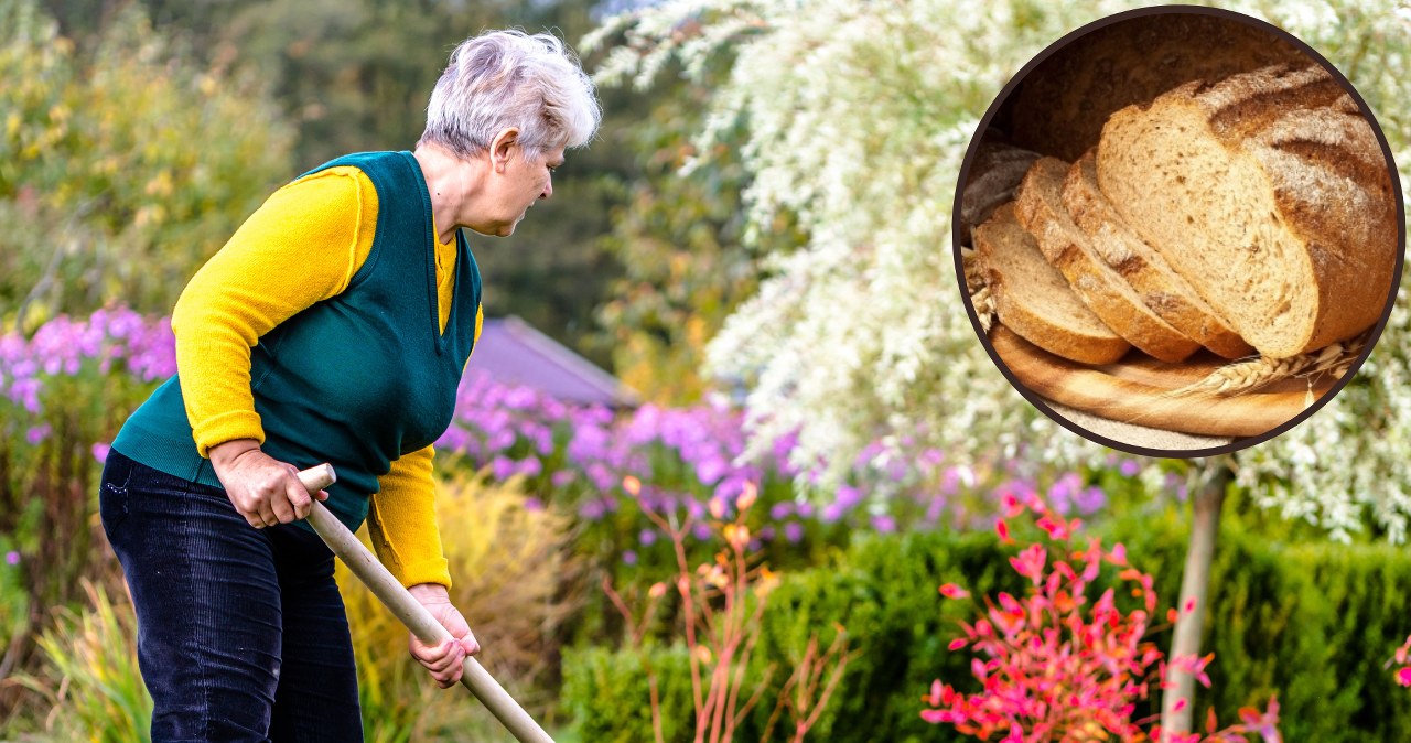 Zamiast wyrzucać czerstwy chleb, wynieś go do ogrodu. Ilość plonów cię zaskoczy