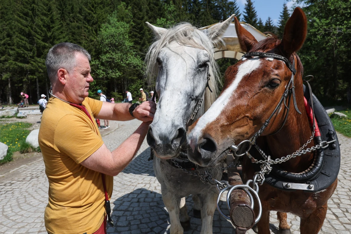 Po drugiej turze badań weterynaryjnych koni, które wożą turystów do Morskiego Oka, dwa z nich nie zostały dopuszczone do pracy z powodu kulawizn - poinformował przewodniczący zespołu lek. wet. Piotr Szpotański. Łącznie w dwóch turach badań specjaliści ocenili stan zdrowia 286 zwierząt pracujących na popularnej trasie turystycznej w Tatrach. W tym roku w badaniach nie uczestniczyli przedstawiciele Fundacji Viva!, która ogłosiła bojkot z powodu "braku współpracy ze strony TPN i resortu klimatu". 