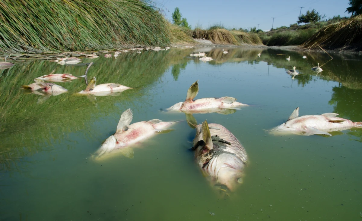 Coraz więcej śniętych ryb pojawia się w Kanale Gliwickim na Śląsku. Od piątku wyłowiono ich tam już ponad 210 kg. Powodem tego zjawiska jest zakwit złotej algi. W związku z tym śląski wojewoda wprowadził zakaz korzystania z części rzeki Kłodnicy.