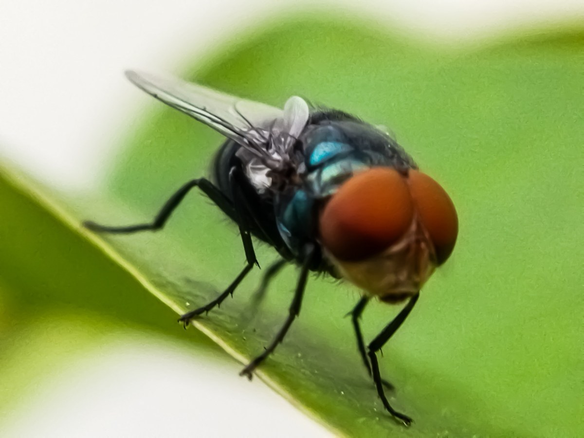​Rząd buduje zakład sterylizacji much. Kluczowa sprawa dla gospodarki