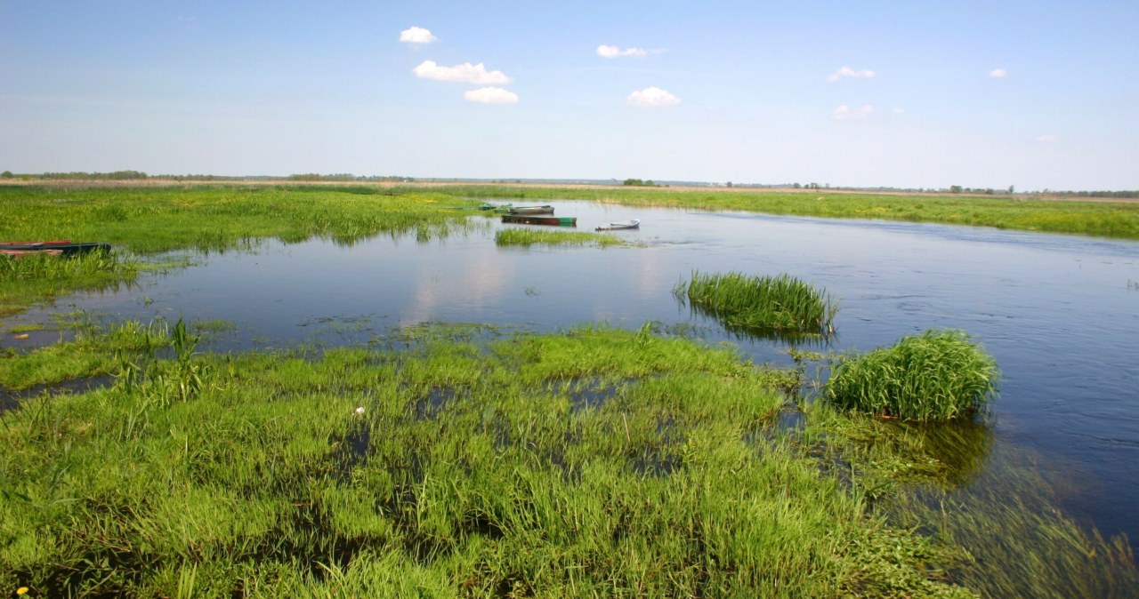 Nazywają go polską Amazonią. Natura, pływające kładki, szlaki rowerowe i wodniczki