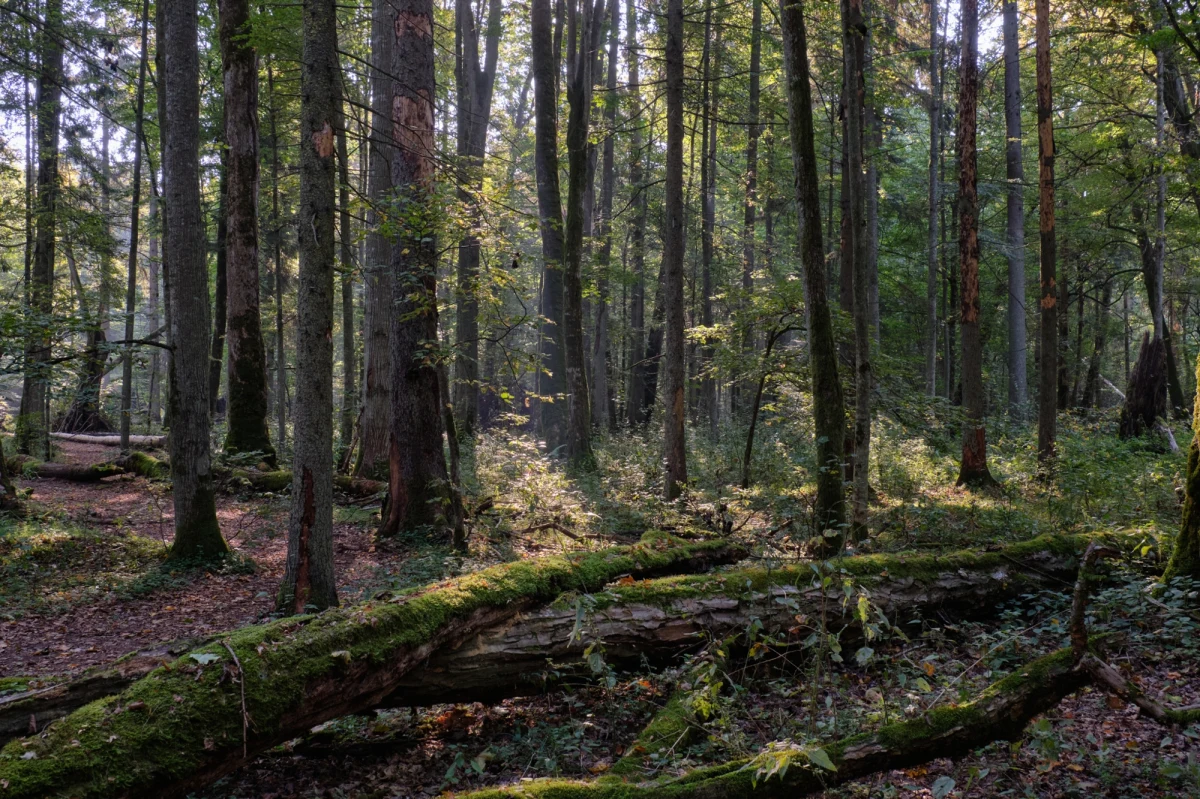 Okresowy zakaz wstępu do lasu na terenie Leśnictwa Roztoka został przedłużony. Decyzja została podjęta w związku ze stwierdzonym potencjalnym zagrożeniem związanym z obecnością niewybuchów – poinformowało Nadleśnictwo Szklarska Poręba.