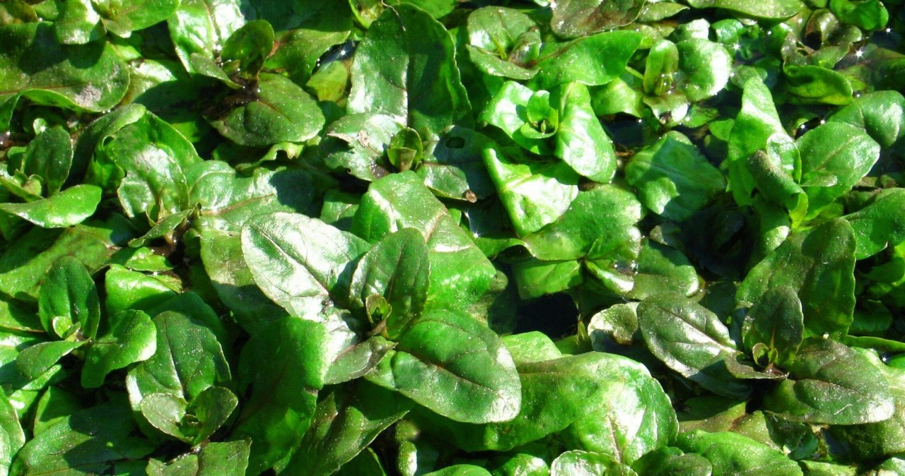 To najzdrowsze warzywo na świecie. Można uprawiać je na parapecie, a mało kto o nim słyszał