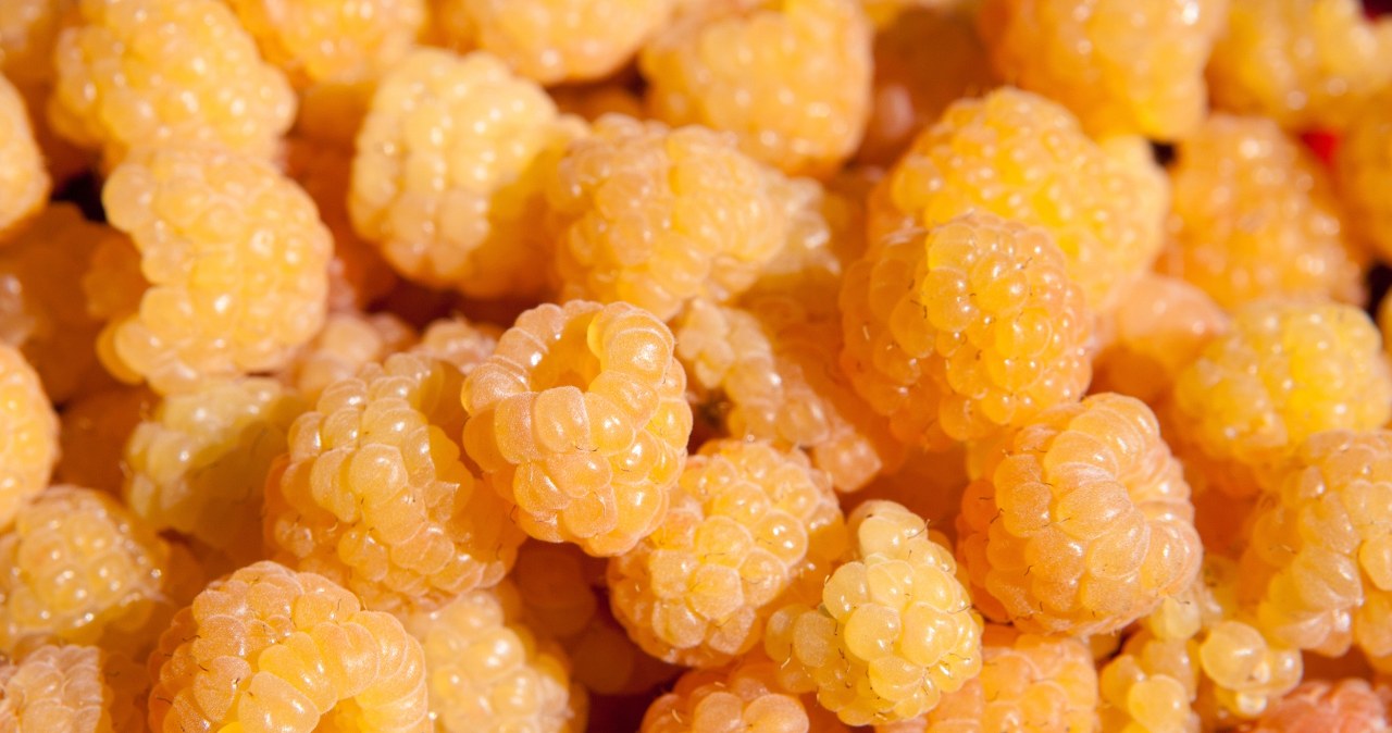 Zaskakują kolorem, smakiem i wpływem na zdrowie. Żółte maliny to skarbiec witamin