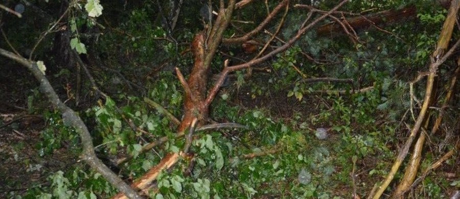 Nad Polską przechodzą intensywne opady deszczu i burze. W wielu przypadkach ich efektem są połamane drzewa. O tym, jak niebezpieczne może być usuwanie takich przeszkód samodzielnie, przekonał się 56-latek z Lubelszczyzny. 