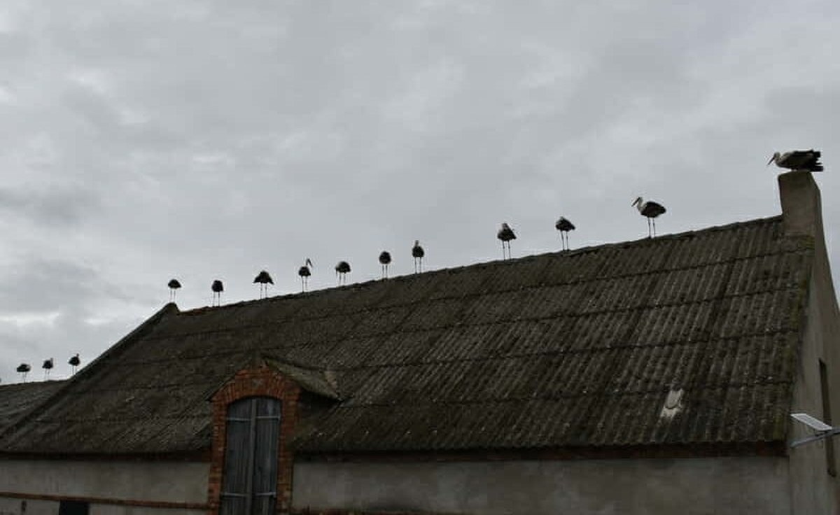 Bociany odlatują już w lipcu? Zaskakujące zdjęcia z Mrowina